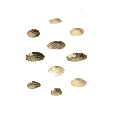 Small shell scatter 21