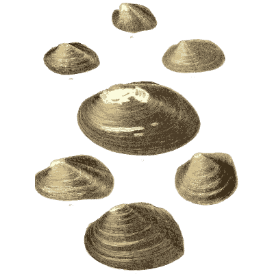 Small shell scatter 22