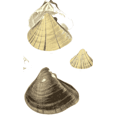 Scallop shell group 02