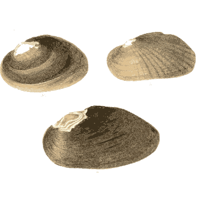 Mixed shell group 17