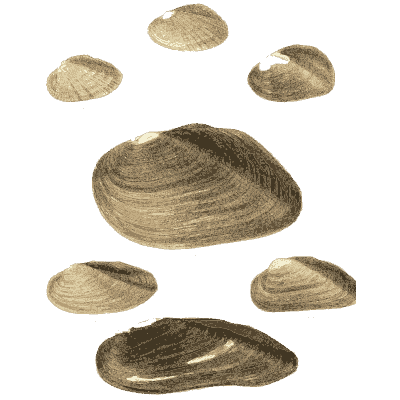 Mixed shell group 18