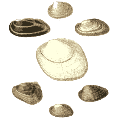 Mixed shell group 19