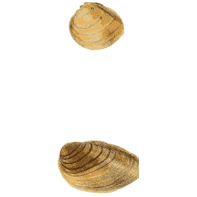 Small shell scatter 23