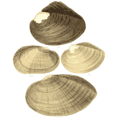 Dark shell group 09
