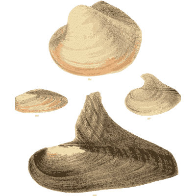 Pale shell group 08