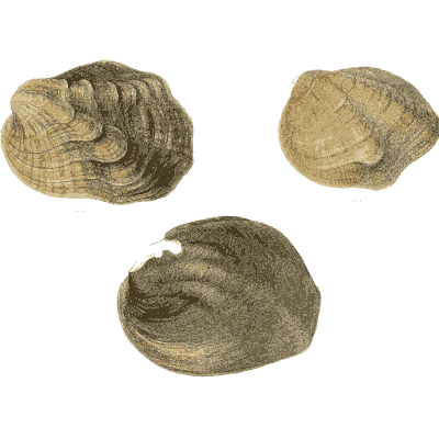 Mixed shell group 20