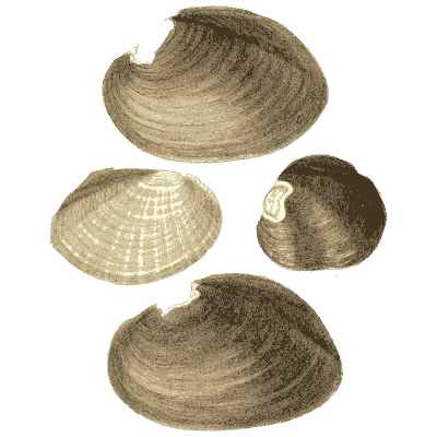 Dark shell group 10