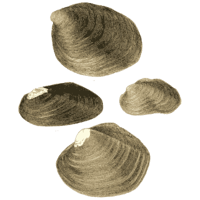 Mixed shell group 21