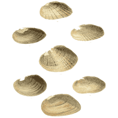 Small shell scatter 24