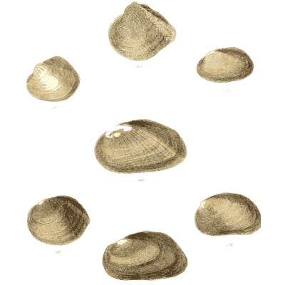 Small shell scatter 25