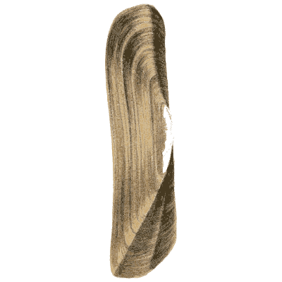 Razor shell - Conchologia Iconica - 1843