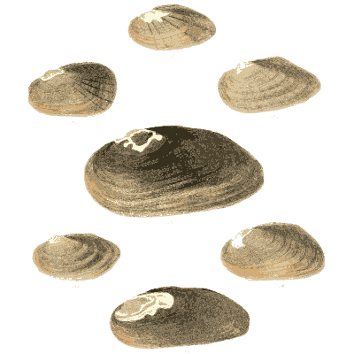 Mixed shell group 22