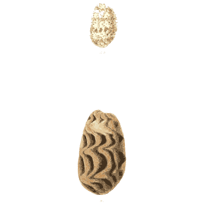 Small shell scatter 26