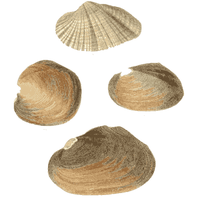 Scallop shell group 03