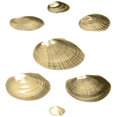 Mixed shell group 23
