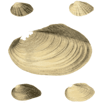 Clam shell group 11