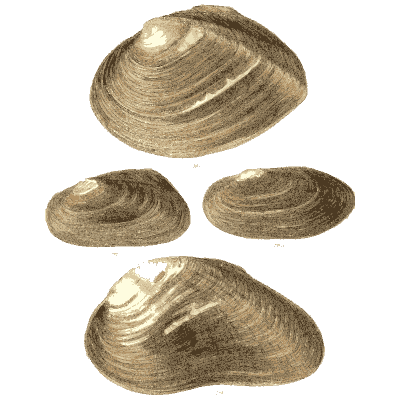 Clam shell group 12