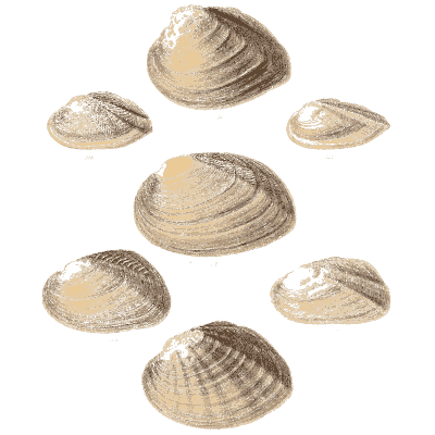 Small shell scatter 27