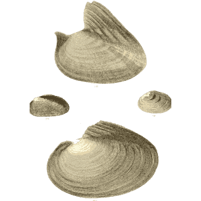 Mixed shell group 24
