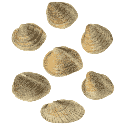 Pale shell group 09