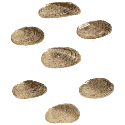 Small shell group 02