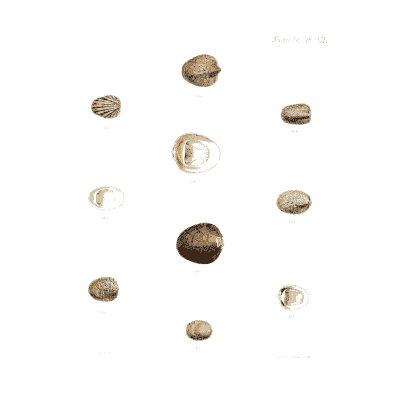 Small shells in rows - Conchologia Iconica, Volume 9 - 1854