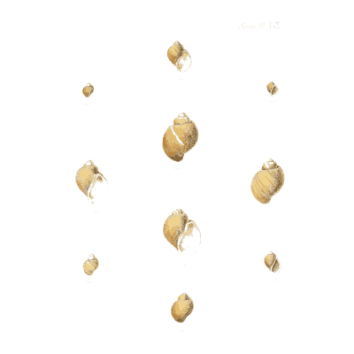 Small yellow snail shells - Conchologia Iconica, Volume 9 - 1854