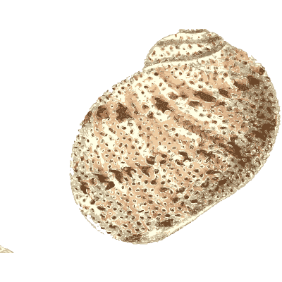 Turban snail shells - Conchologia Iconica, Volume 9 - 1854