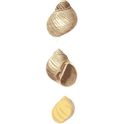 Pale ovate snail shells - Conchologia Iconica, Volume 9 - 1854