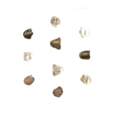 Small brown and white snail shells - Conchologia Iconica, Volume 9 - 1854