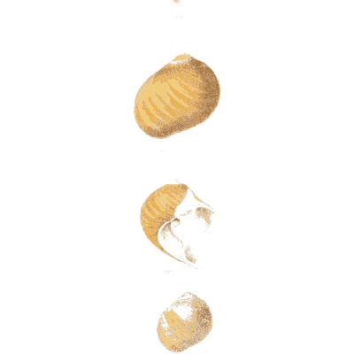 Pale glossy snail shells - Conchologia Iconica, Volume 9 - 1854
