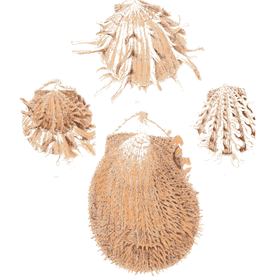 Spined cockle shells - Conchologia Iconica, Volume 9 - 1854