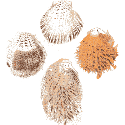 Four spined cockle shells - Conchologia Iconica, Volume 9 - 1854