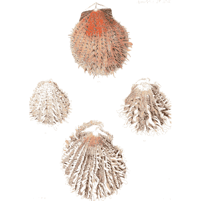 Fine-ribbed cockle shells - Conchologia Iconica, Volume 9 - 1854