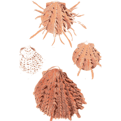 Red long-spined cockle shells - Conchologia Iconica, Volume 9 - 1854