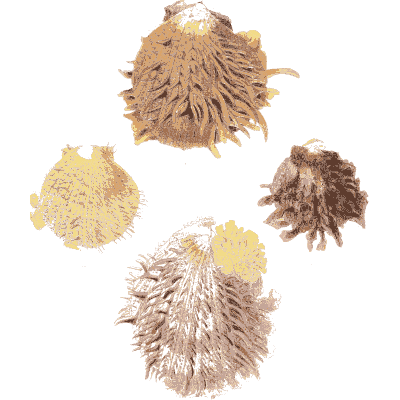 Knob-spined cockle shells - Conchologia Iconica, Volume 9 - 1854