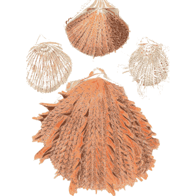 Orange ribbed cockle shells - Conchologia Iconica, Volume 9 - 1854