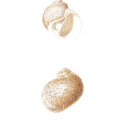 Two pale snail shells - Conchologia Iconica, Volume 9 - 1854
