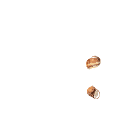 Banded brown snail shells - Conchologia Iconica, Volume 9 - 1854