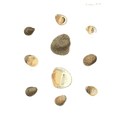 Small dark and pale shells 01 - Conchologia Iconica, Volume 9 - 1854