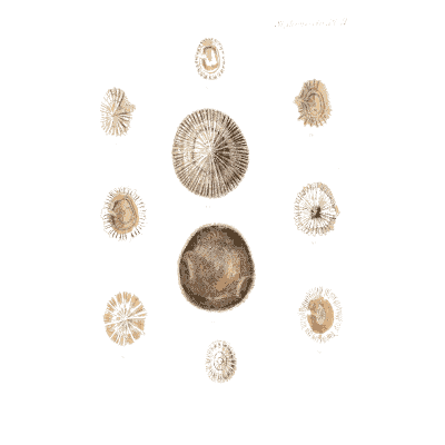 Small round ribbed shells - Conchologia Iconica, Volume 9 - 1854