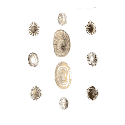 Flat ringed disc shells - Conchologia Iconica, Volume 9 - 1854