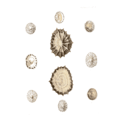 Small spined and ringed shells - Conchologia Iconica, Volume 9 - 1854