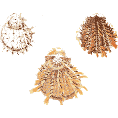 Brown and orange spined cockles - Conchologia Iconica, Volume 9 - 1854