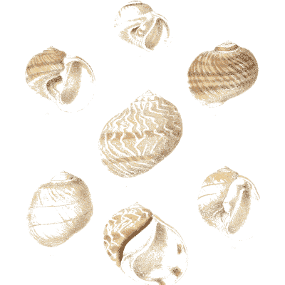 Pale banded snail shells - Conchologia Iconica, Volume 9 - 1854