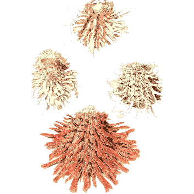 Red spiny cockle shells - Conchologia Iconica, Volume 9 - 1854