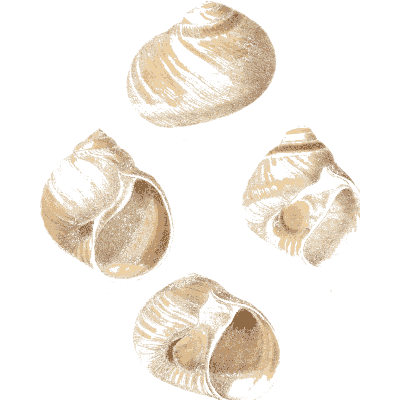 Glossy wide-mouthed snail shells - Conchologia Iconica, Volume 9 - 1854