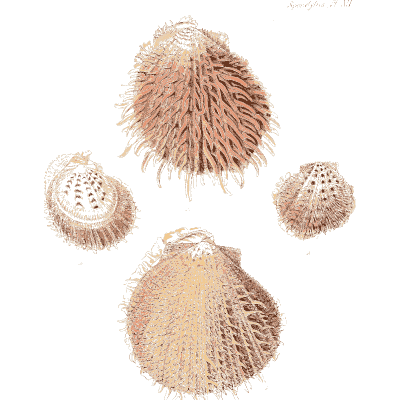 Pink prickly cockle shells - Conchologia Iconica, Volume 9 - 1854