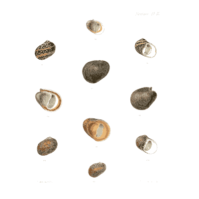 Small dark ovate shells - Conchologia Iconica, Volume 9 - 1854