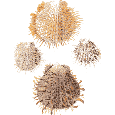 Cream spined cockle shells - Conchologia Iconica, Volume 9 - 1854